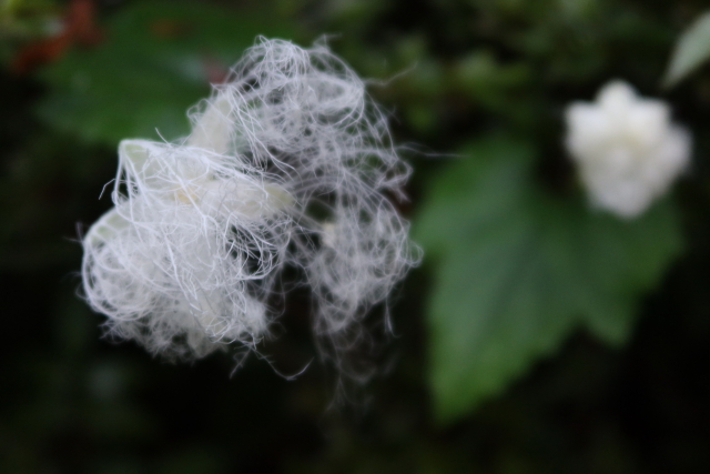 ファイル 7709-3.jpg