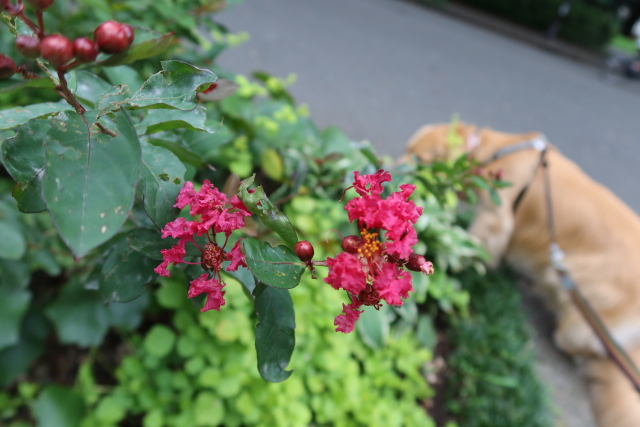 ファイル 7709-4.jpg