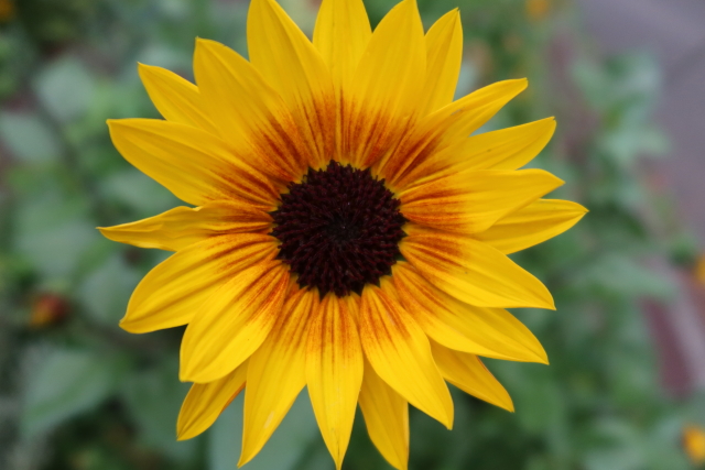 ファイル 7709-5.jpg