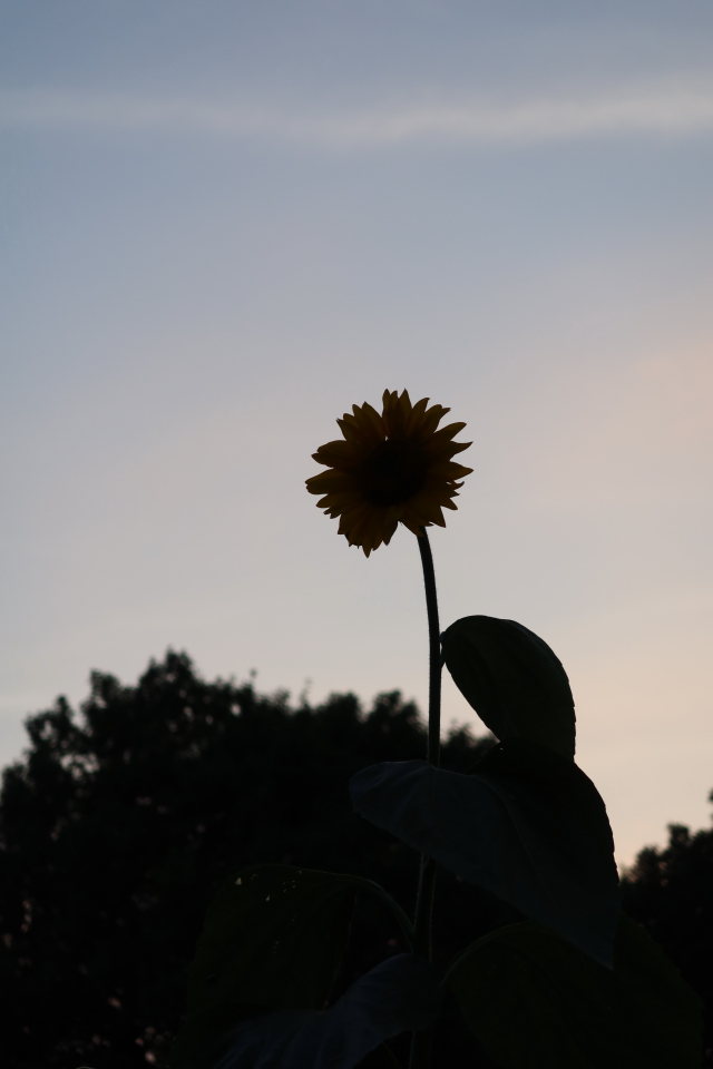 ファイル 7717-2.jpg