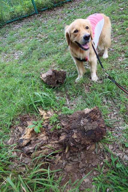 ファイル 7723-5.jpg