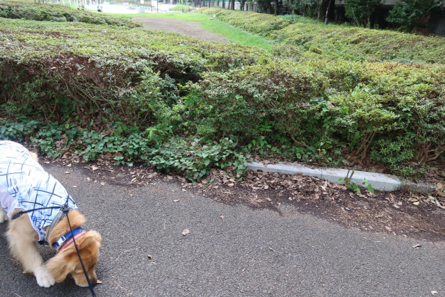 ファイル 7725-2.jpg