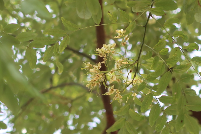 ファイル 7725-4.jpg