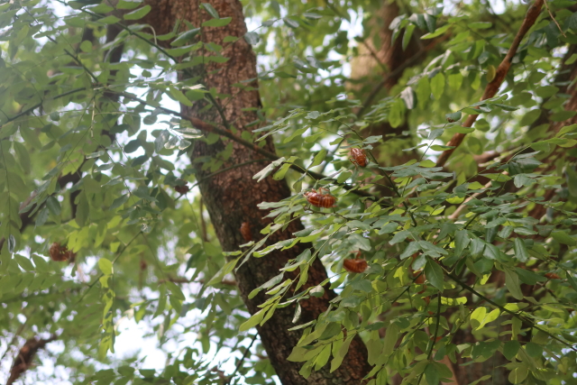 ファイル 7725-5.jpg