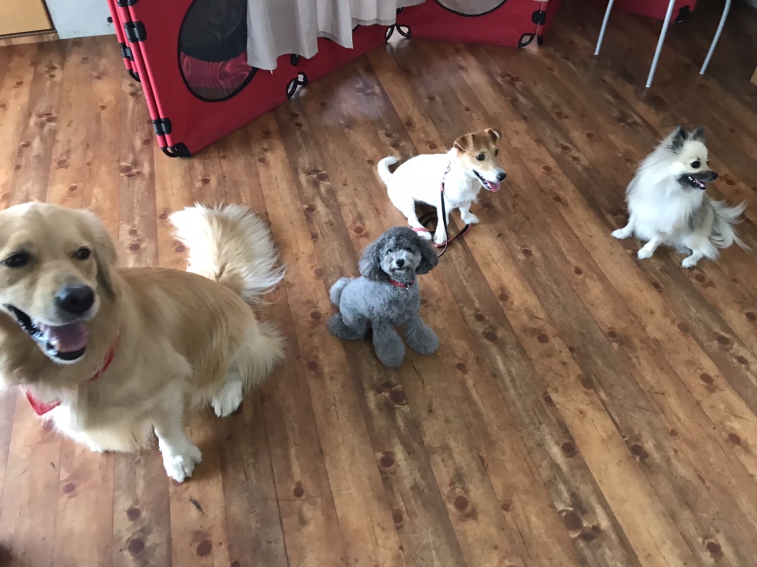 ファイル 7729-1.jpg