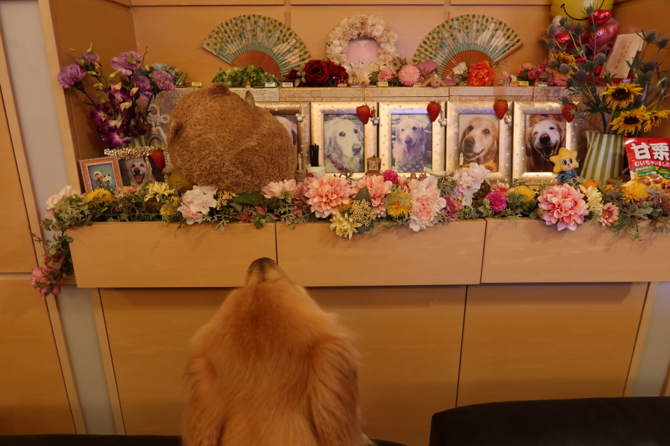 ファイル 7736-3.jpg