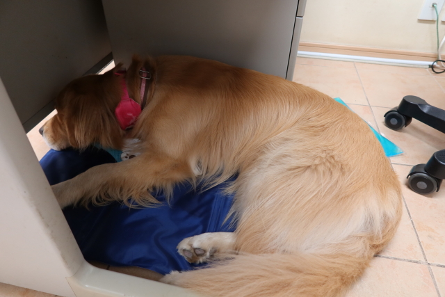 ファイル 7738-2.jpg