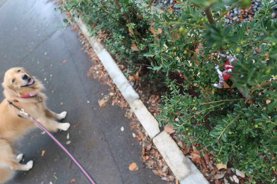 ファイル 7754-1.jpg