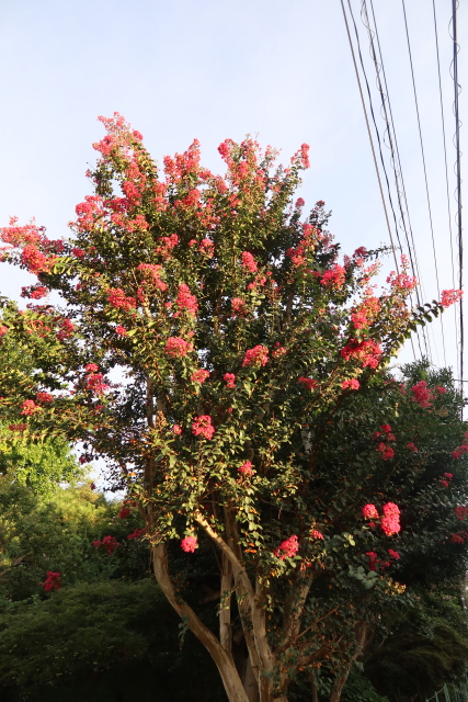 ファイル 7756-2.jpg