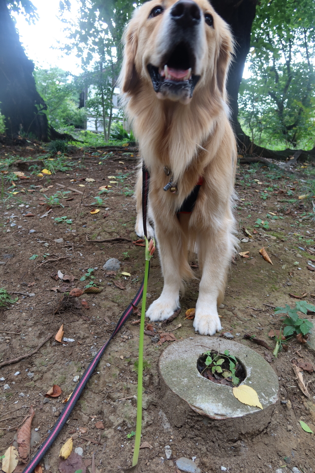 ファイル 7768-2.jpg