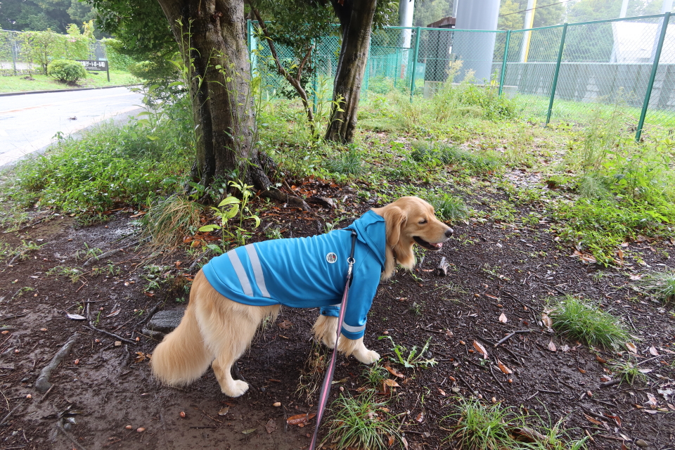 ファイル 7775-1.jpg