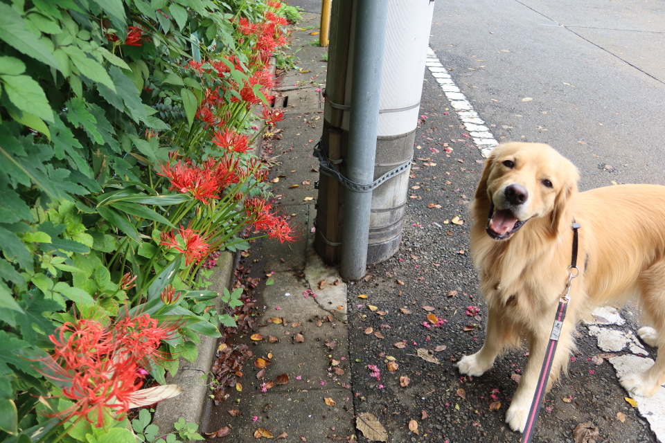 ファイル 7778-1.jpg