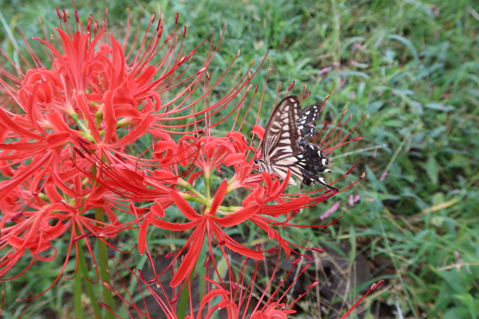 ファイル 7778-4.jpg