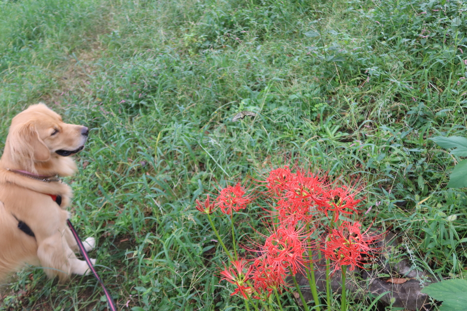 ファイル 7778-5.jpg