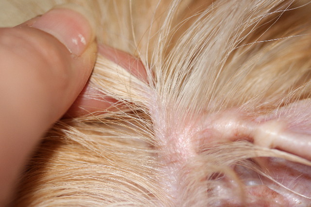 ファイル 778-5.jpg