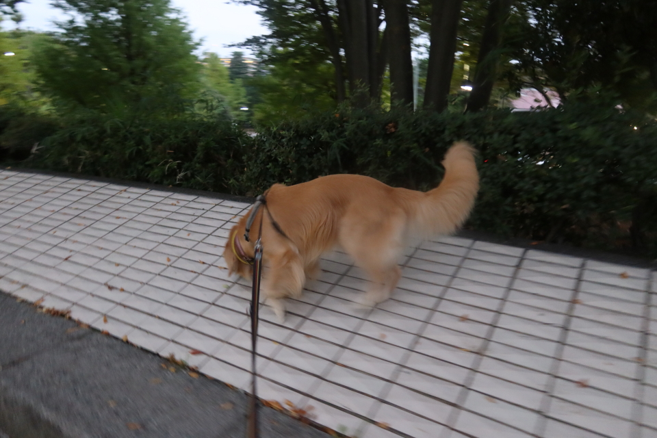 ファイル 7795-2.jpg