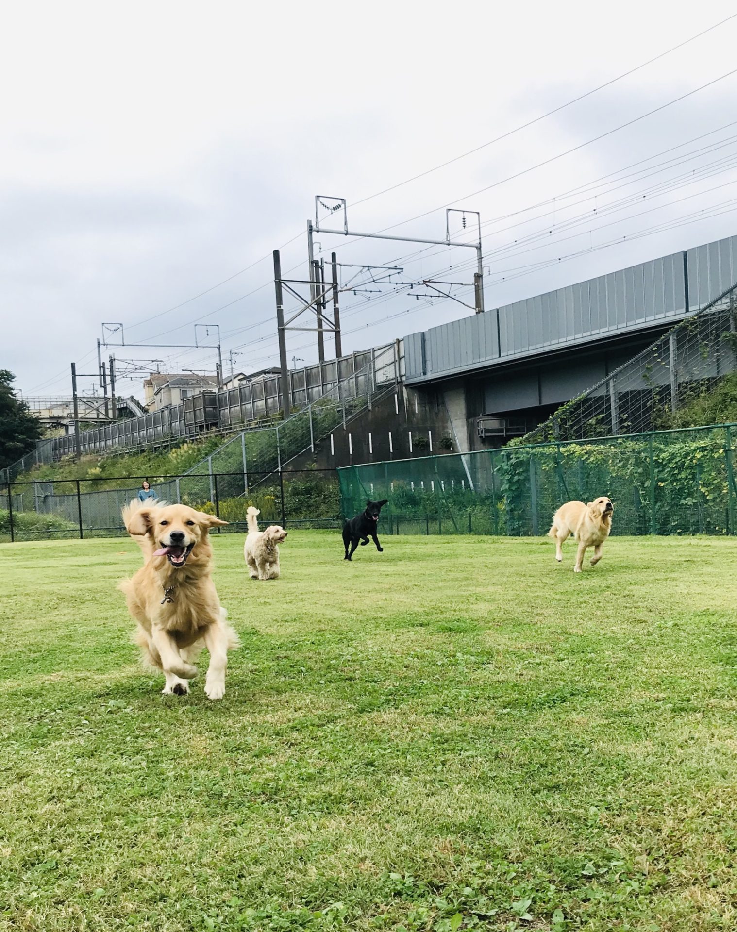 ファイル 7796-1.jpeg