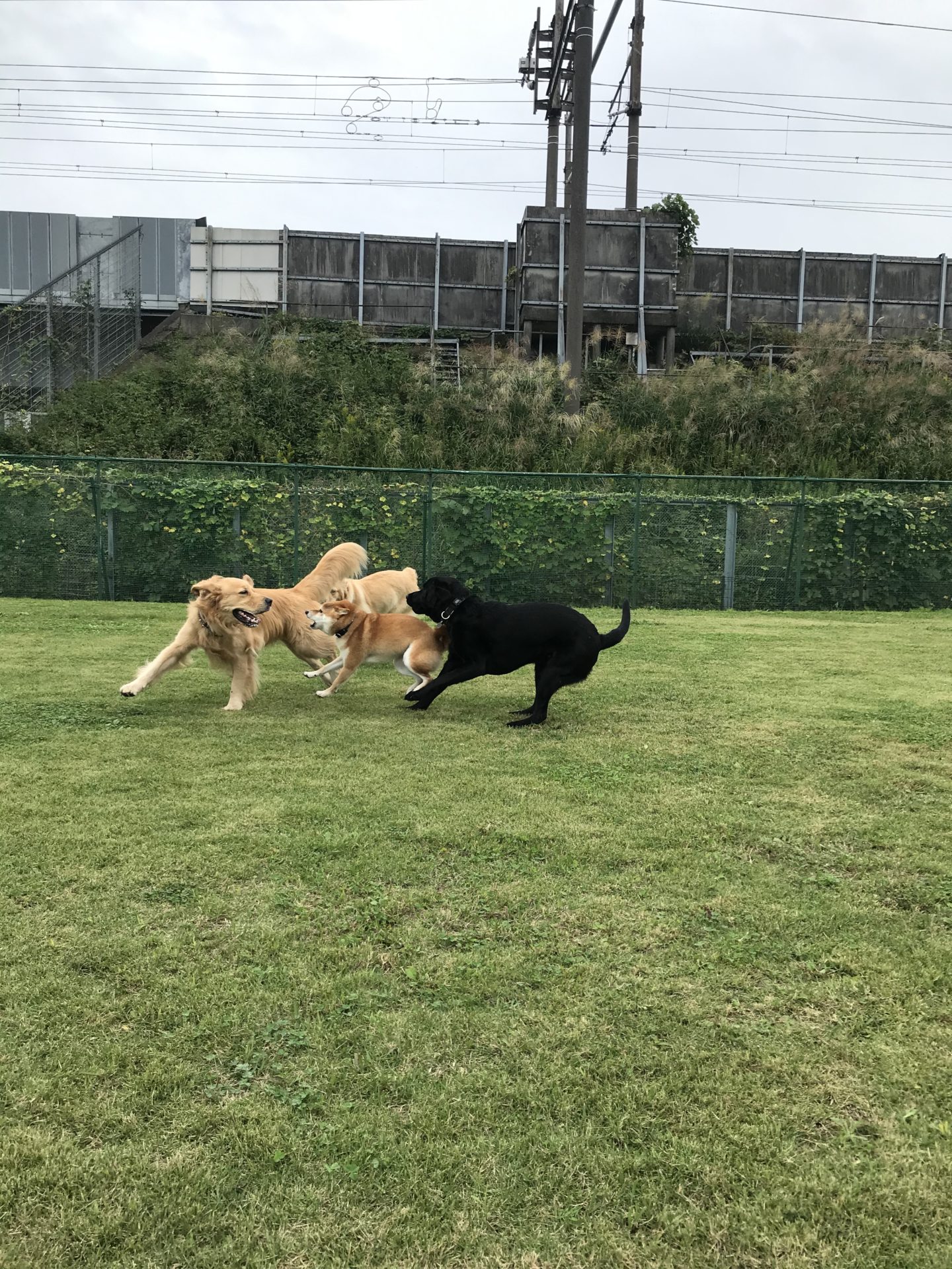 ファイル 7796-2.jpeg