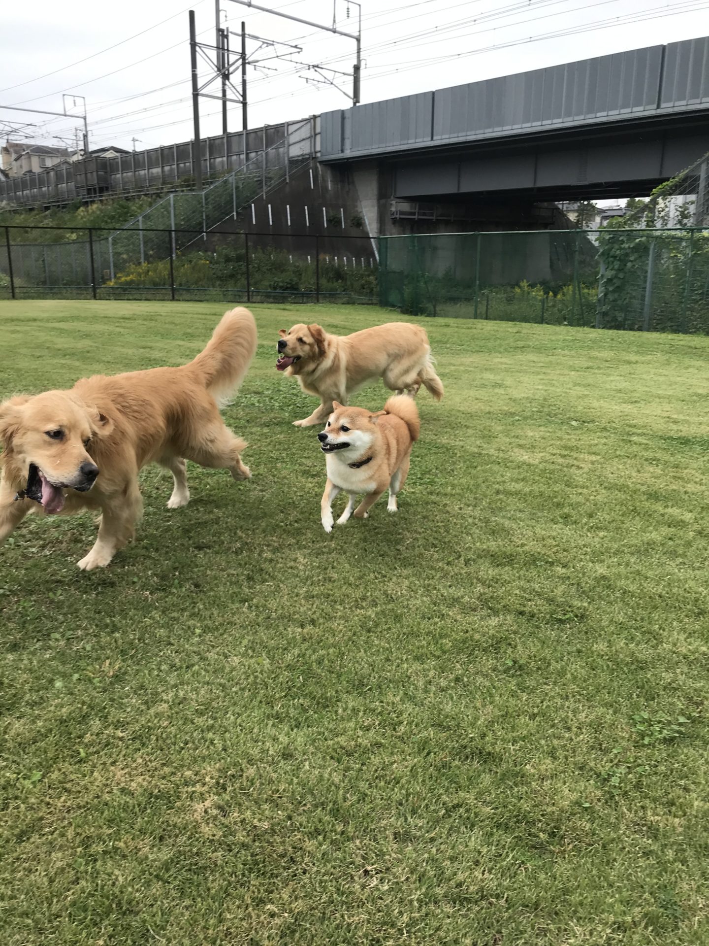 ファイル 7796-3.jpeg