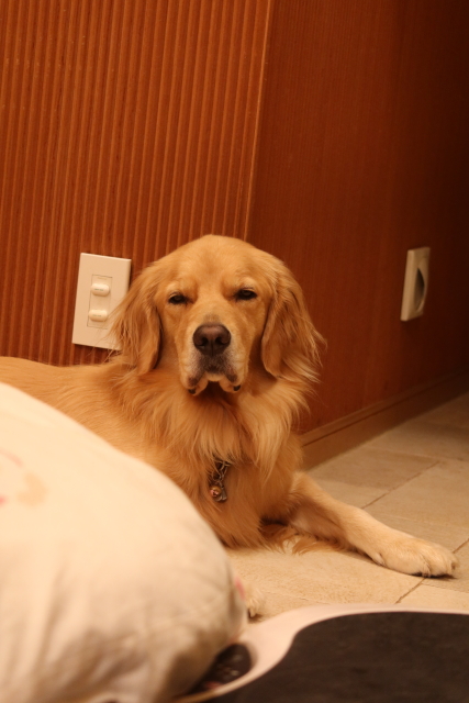 ファイル 7807-1.jpg