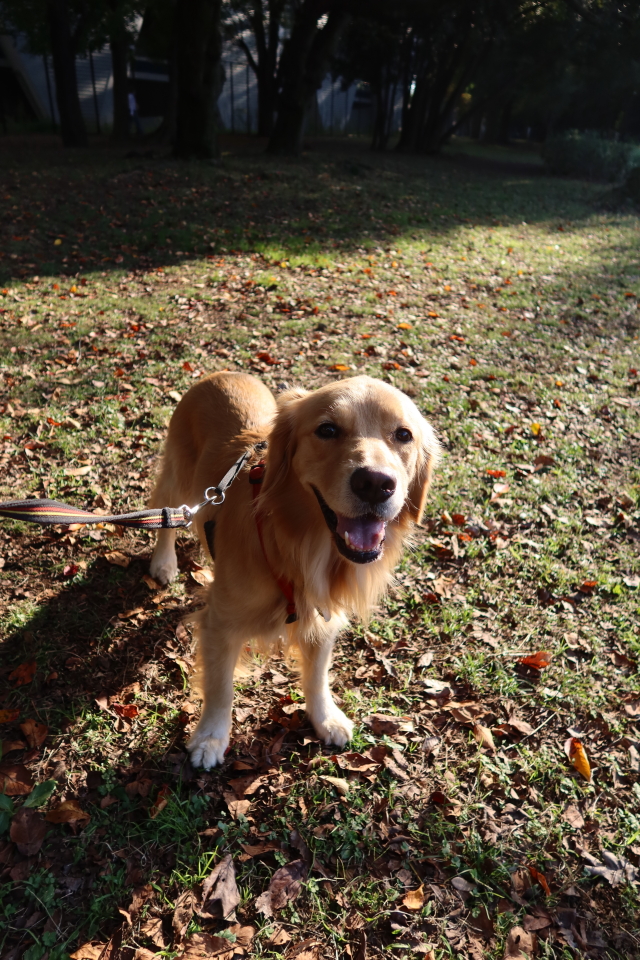 ファイル 7813-3.jpg