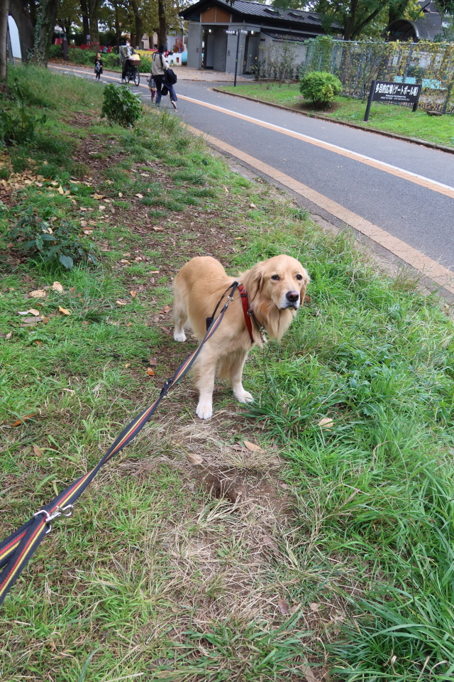 ファイル 7817-2.jpg