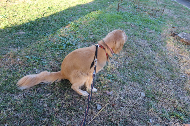 ファイル 7819-5.jpg