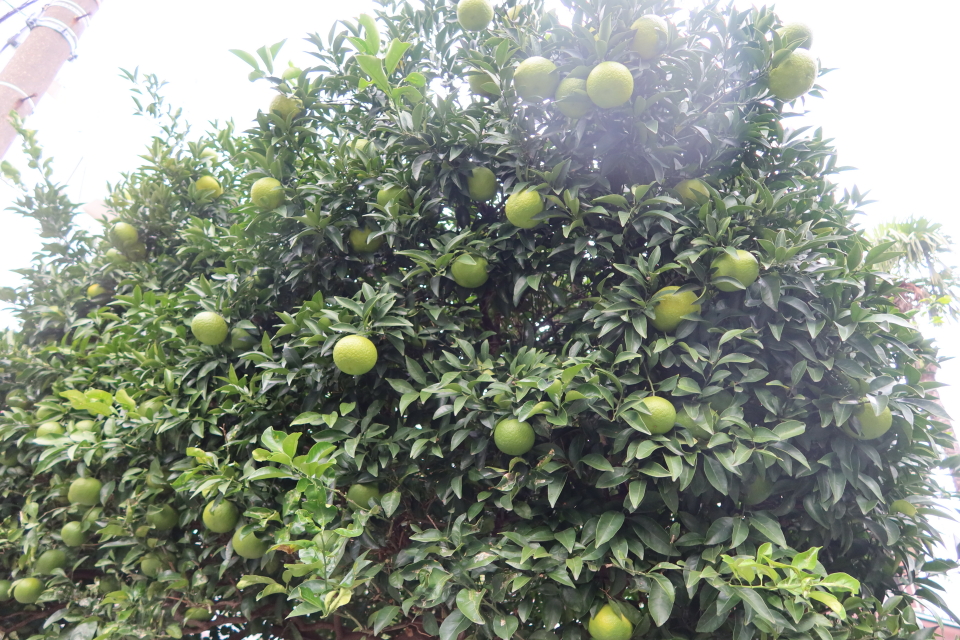 ファイル 7820-1.jpg