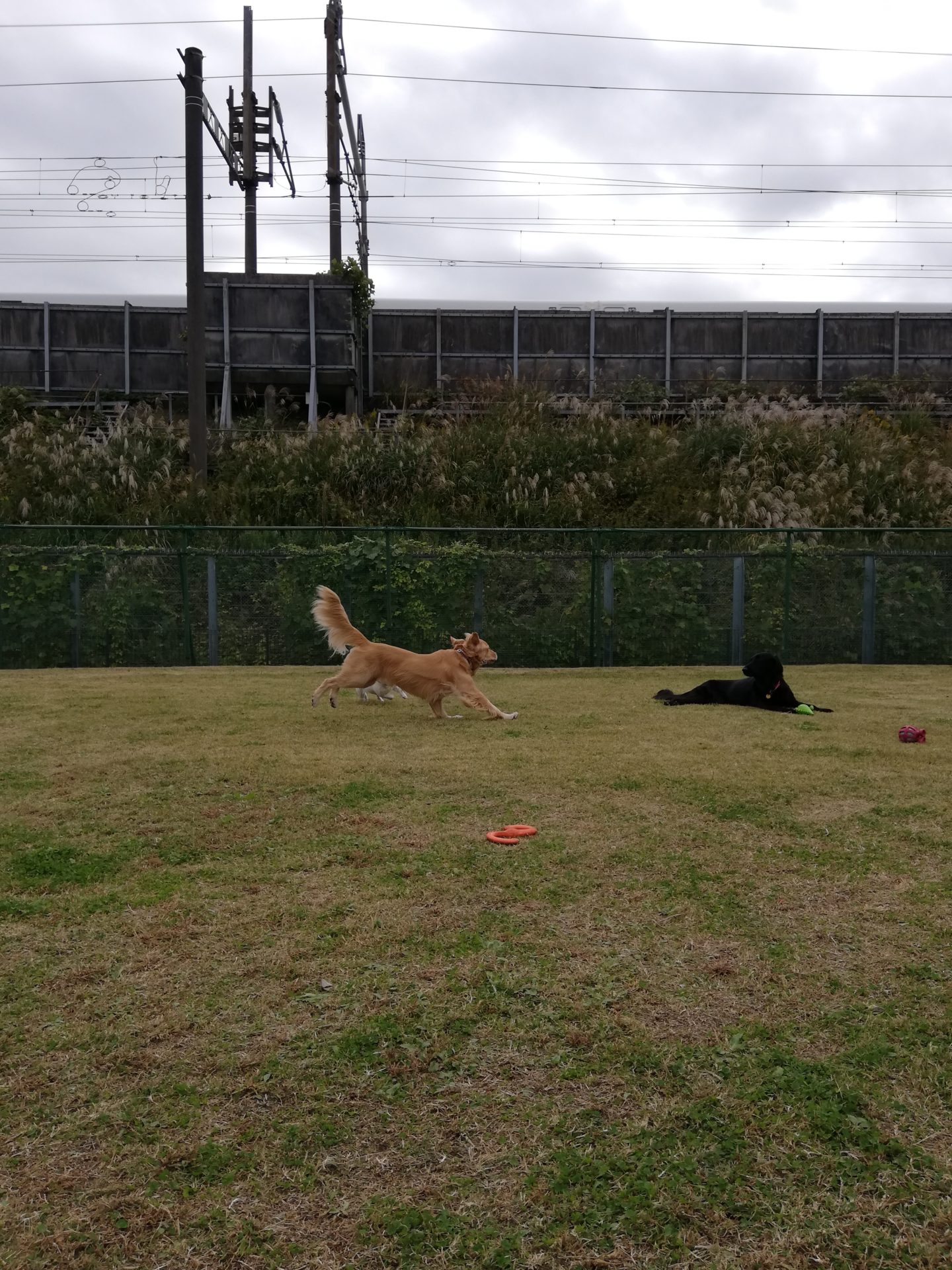 ファイル 7827-1.jpg