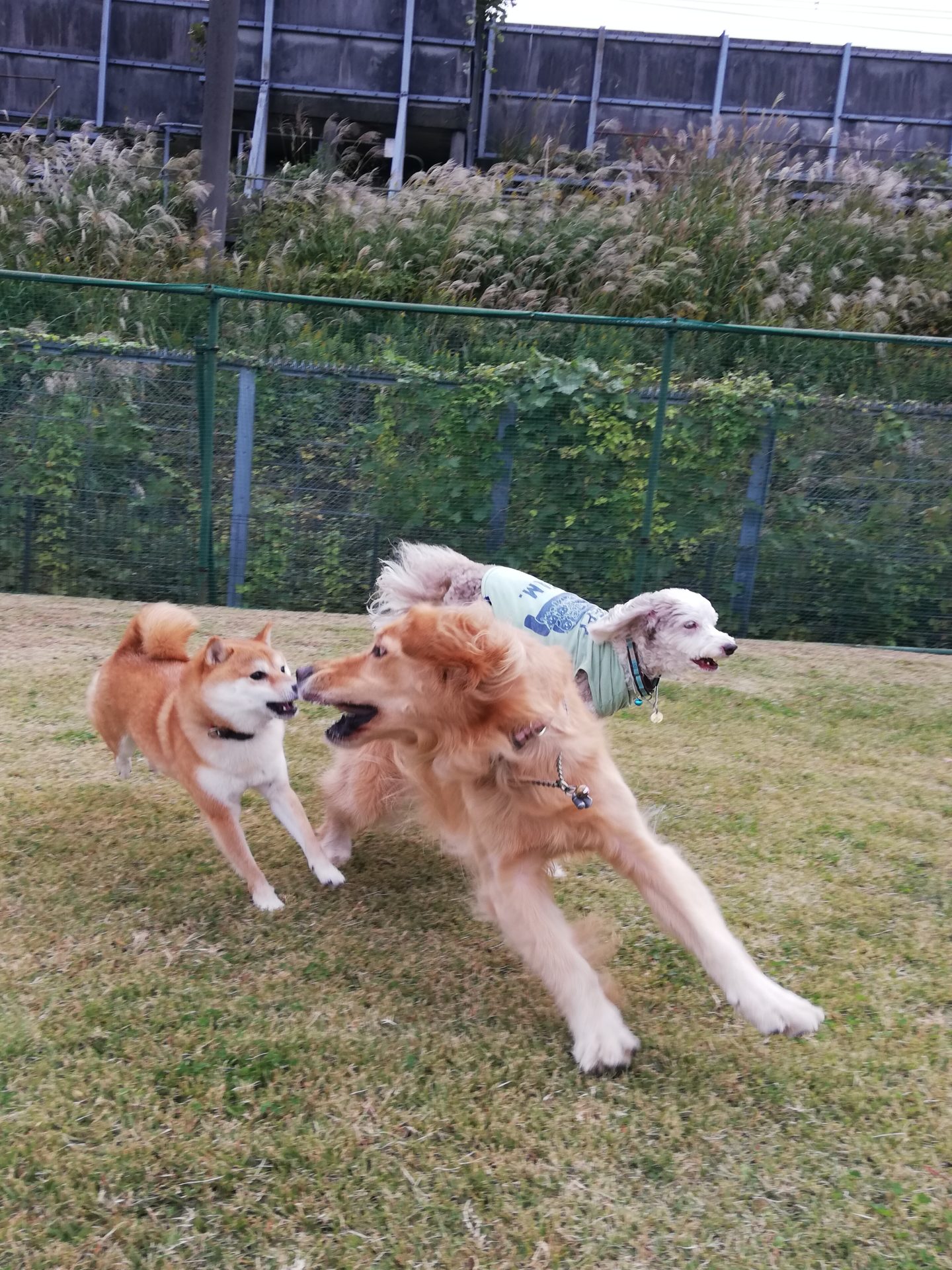 ファイル 7827-2.jpg