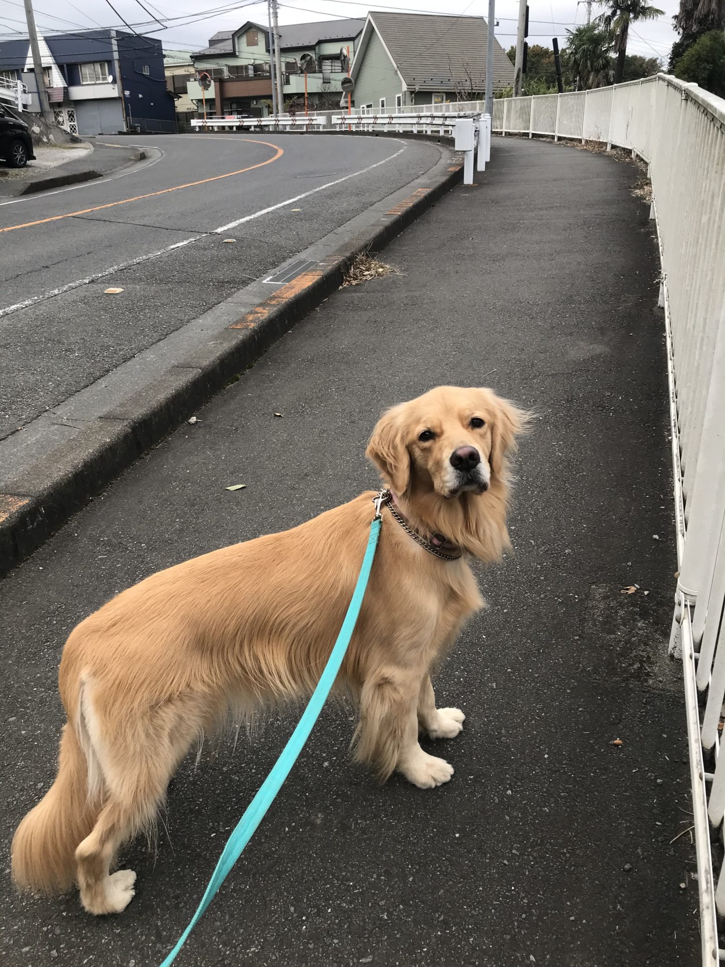 ファイル 7827-5.jpeg