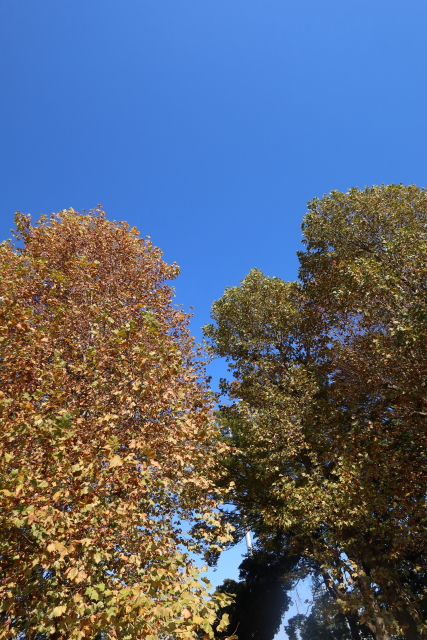 ファイル 7833-1.jpg