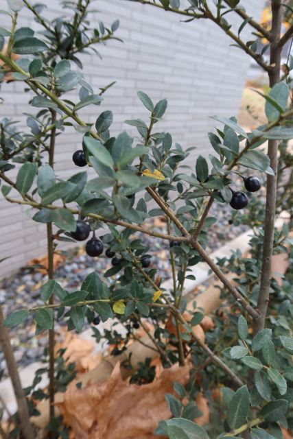 ファイル 7839-5.jpg