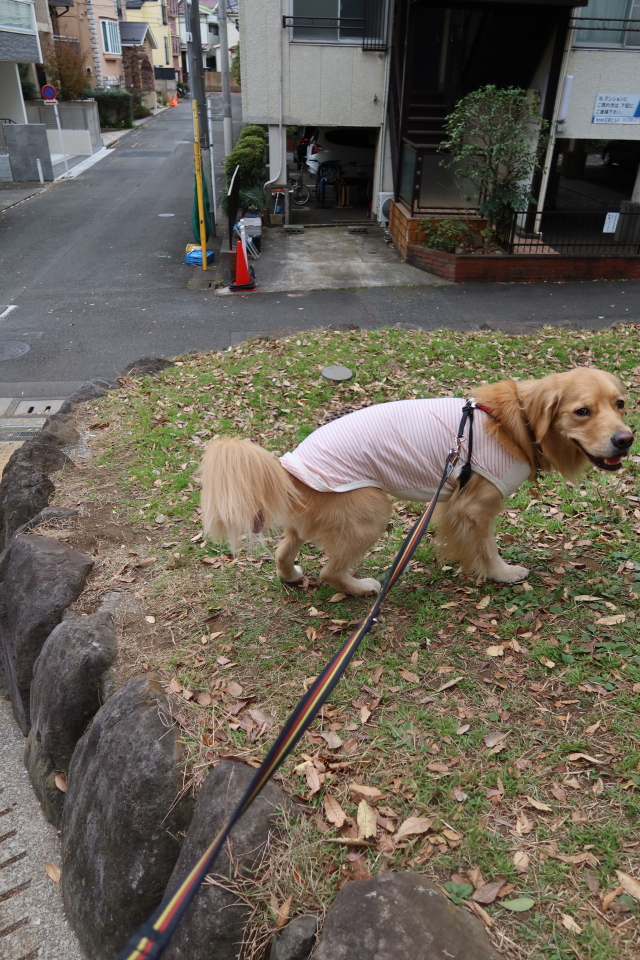 ファイル 7847-1.jpg