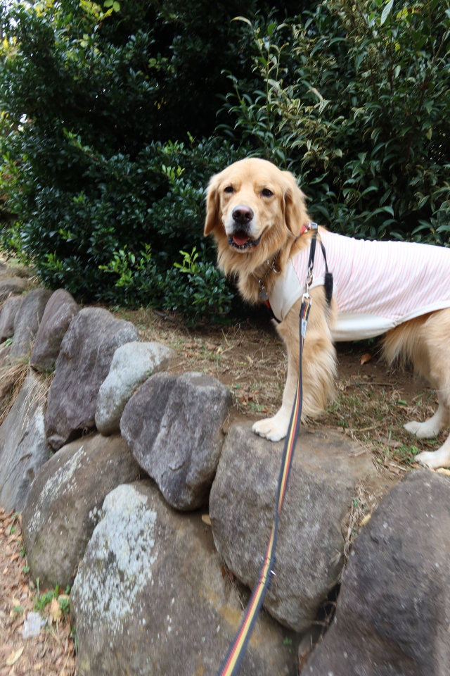 ファイル 7847-4.jpg