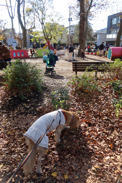 ファイル 7852-1.jpg