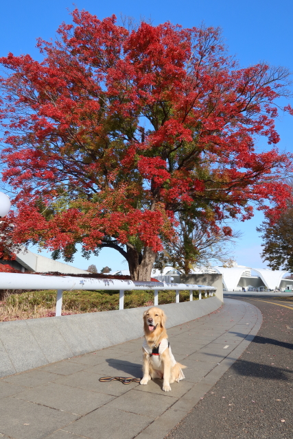 ファイル 7852-5.jpg