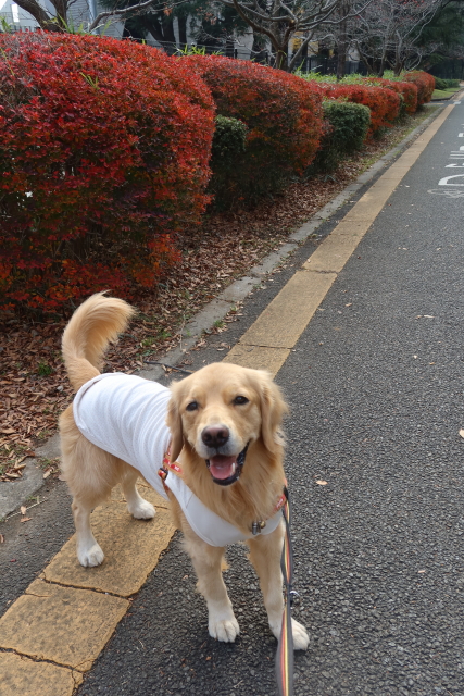 ファイル 7857-2.jpg