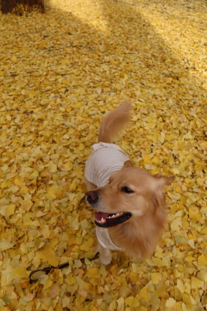 ファイル 7862-2.jpg