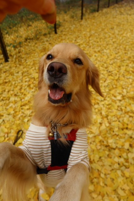 ファイル 7862-4.jpg