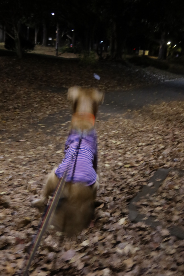 ファイル 7863-3.jpg