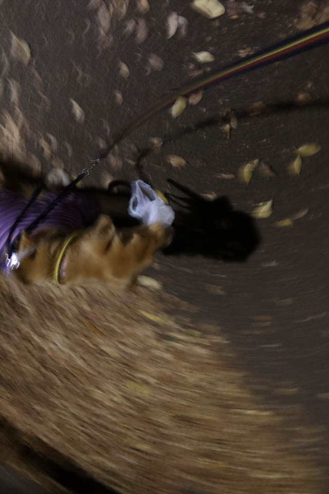 ファイル 7863-5.jpg