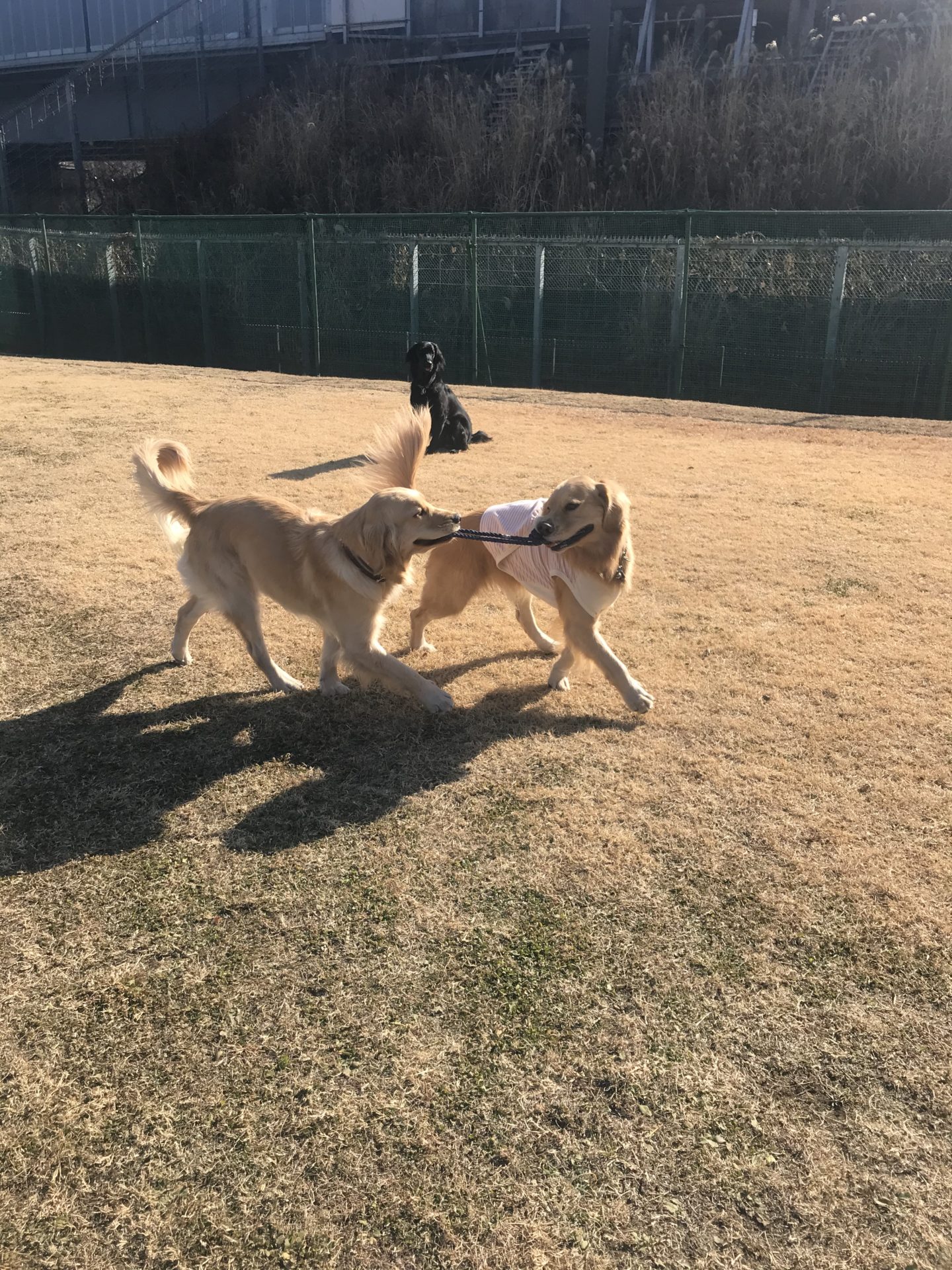 ファイル 7881-4.jpeg