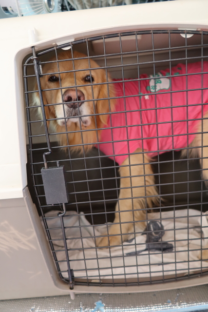 ファイル 7894-5.jpg