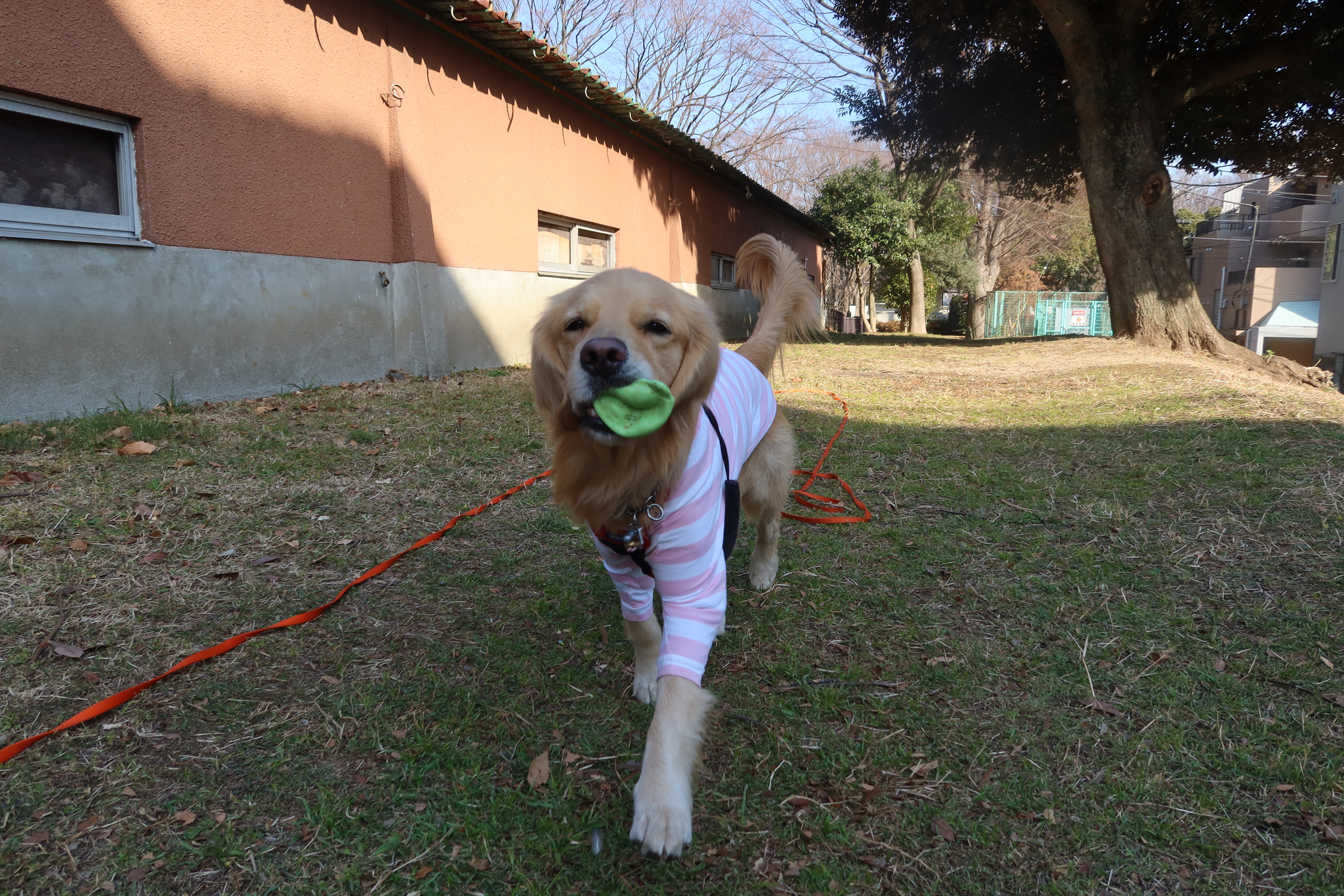 ファイル 7895-2.jpg