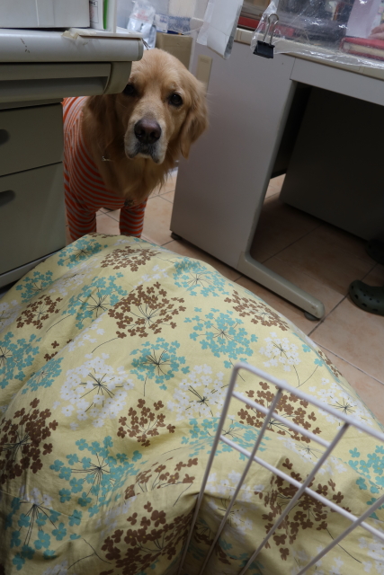 ファイル 7895-3.jpg