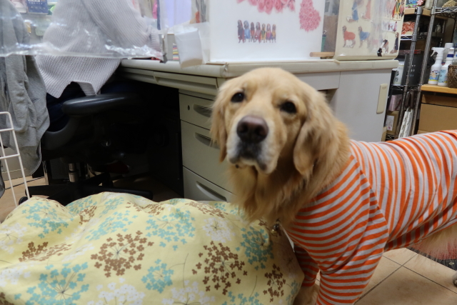 ファイル 7895-4.jpg