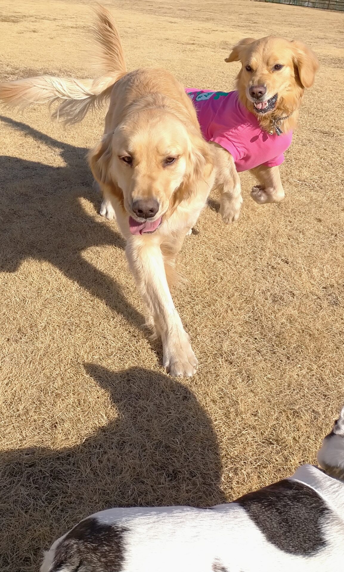 ファイル 7896-3.jpg