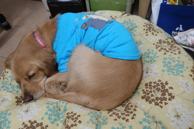 ファイル 7915-5.jpg