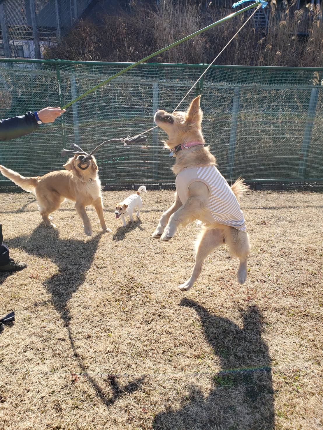 ファイル 7917-1.jpeg